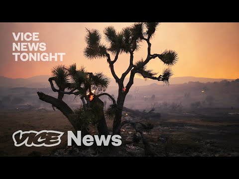 Are Joshua Trees Going Extinct? - Drivin' & Vibin'