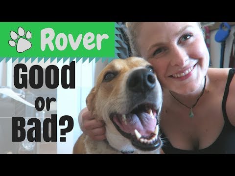 This is Dog Boarding Done Right (Rover 2023 Review) - Drivin' & Vibin'