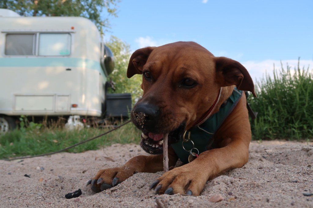 our dog at grayrocks reservoir