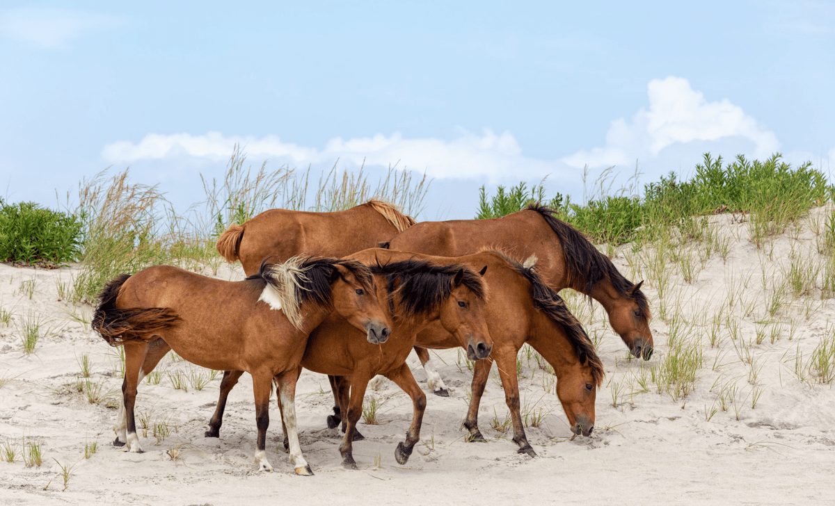 Horses on Assateague Island