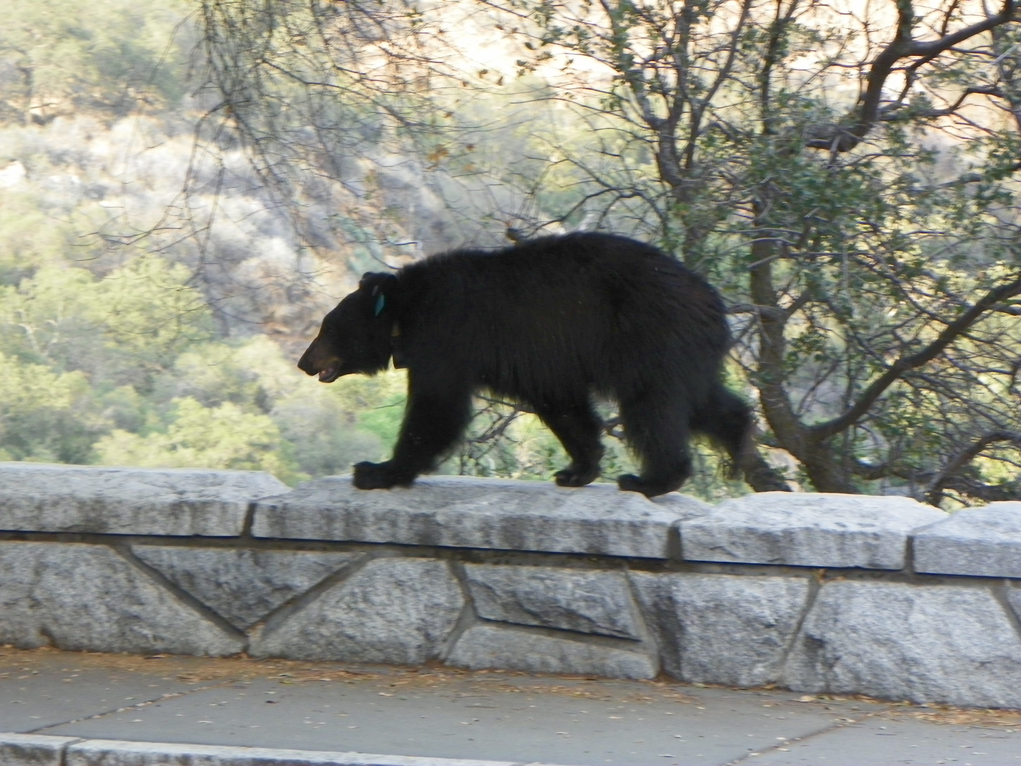 Bear Attacks Continue in This National Park