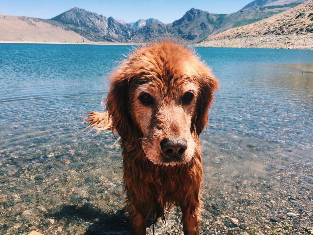 Mammoth Lakes camping with dogs