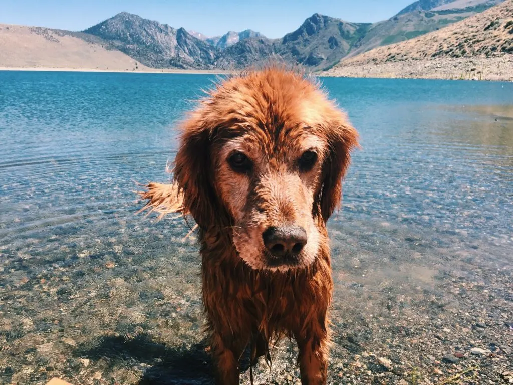 Mammoth Lakes camping with dogs