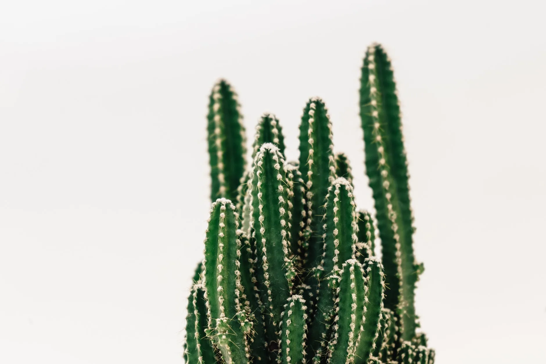 close up photography of cactus
