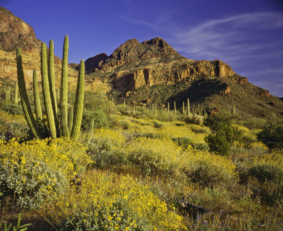 Organ Pipe Cactus National Monument Road Trip Guide