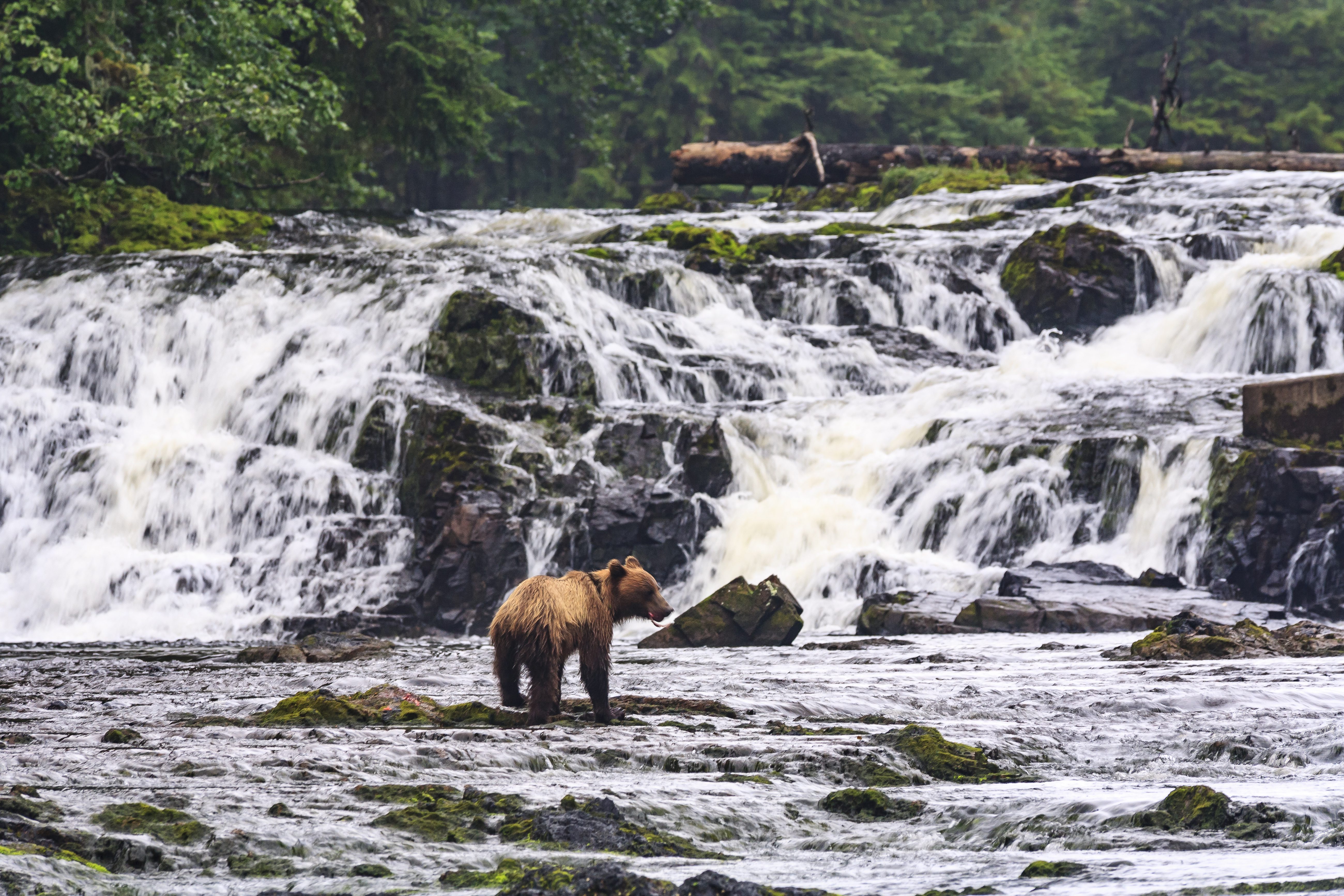 The Tongass National Forest Road Trip Guide