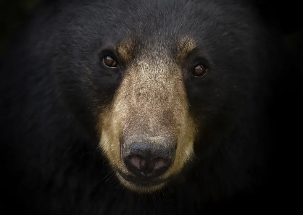 Black bear