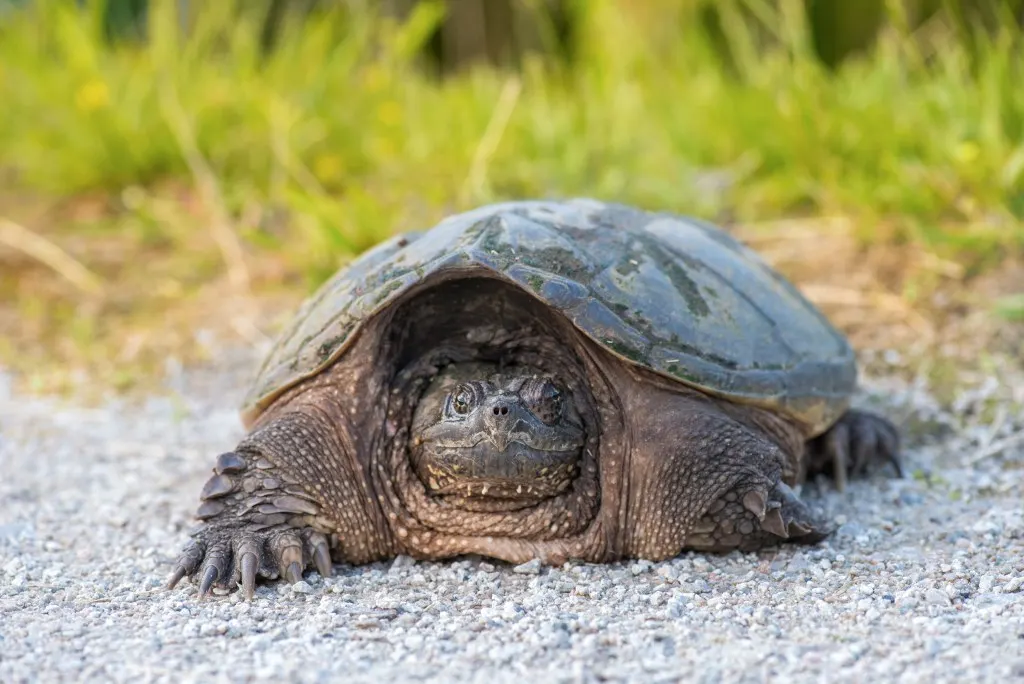 dangerous creatures in lake michigan. snapping turtle