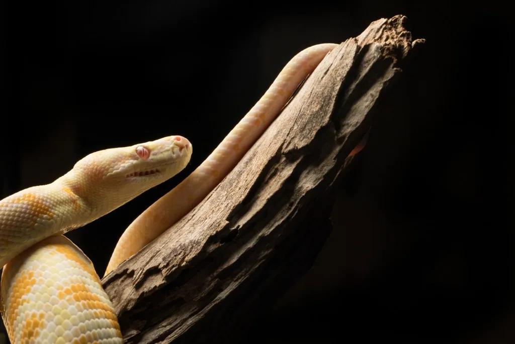 Creepy python.