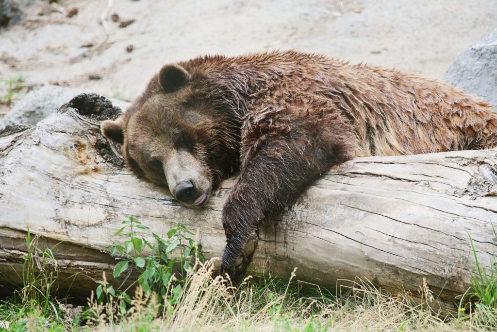 Bear sleeping on a log.