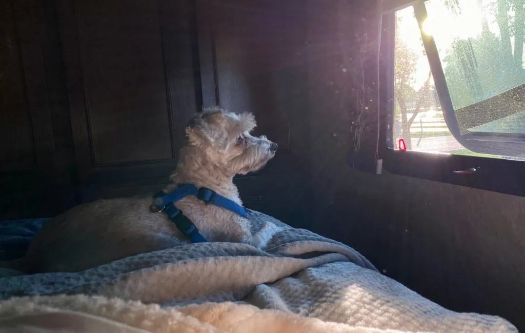 Dog sitting in RV bed next to cracked window.