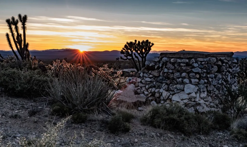 Cactus in the Mojave National Preserve at sunset.