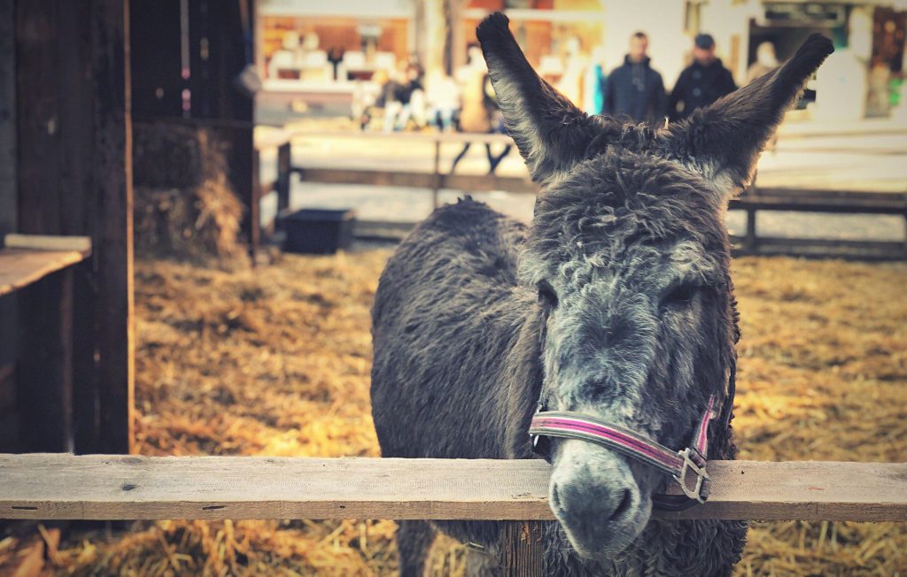 Donkey on a farm.
