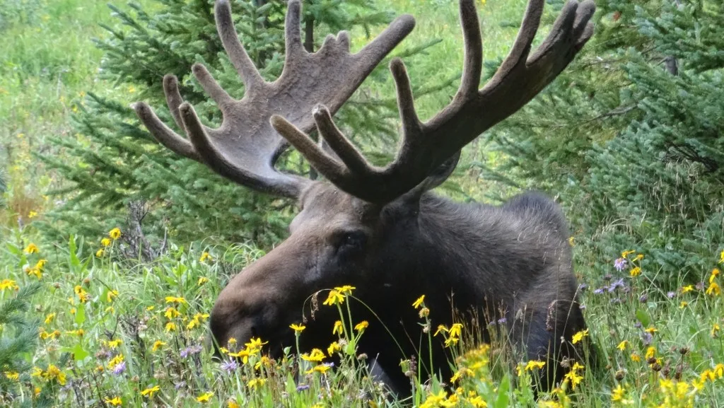 Moose standing in field.