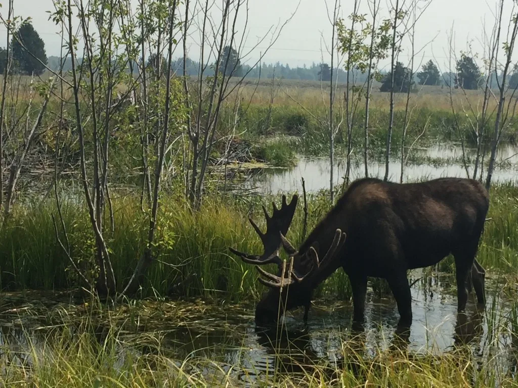 Moose drinking water in a marsh.