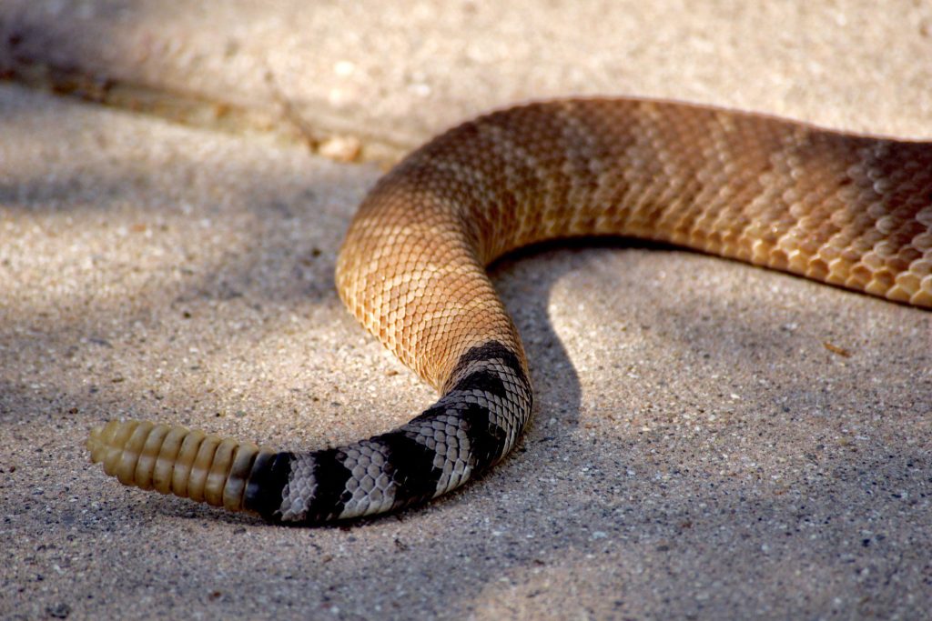 Close up of the rattle tail on a rattle snake.