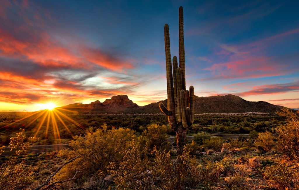 Cactus in Arizona at sunset.