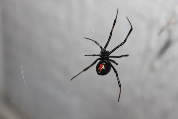 Close up of a Black Widow spider.