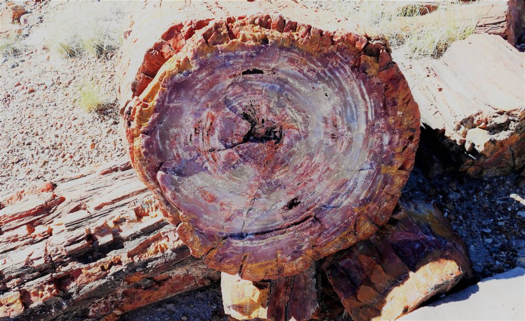 Close up image of petrified wood.