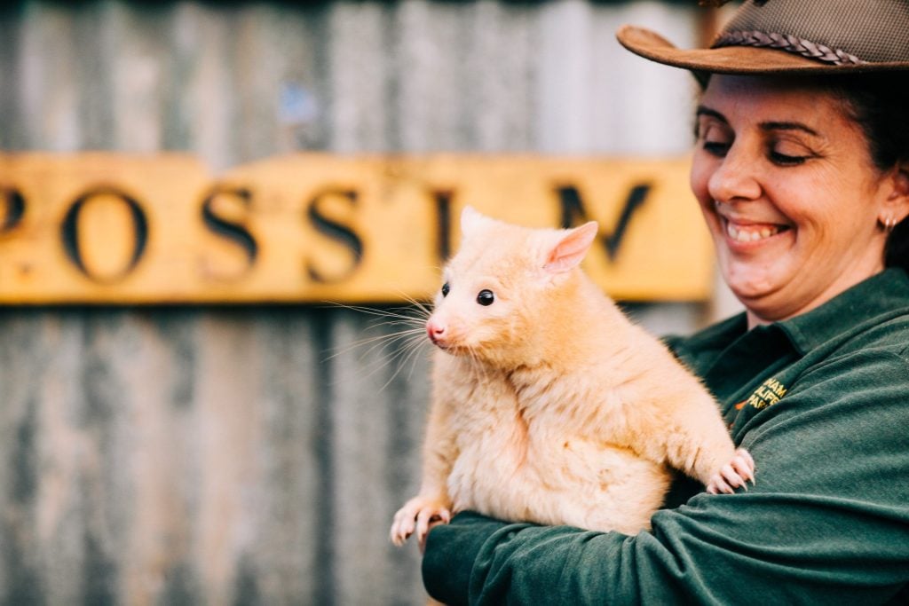 Woman ranger holding possum.