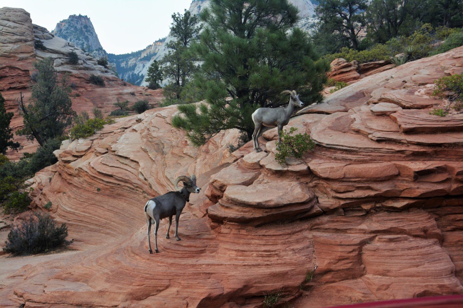 These Are the Most Dangerous Creatures in Zion National Park - Drivin ...
