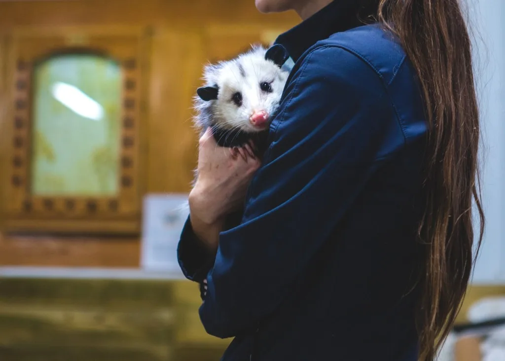 Woman holding possum.