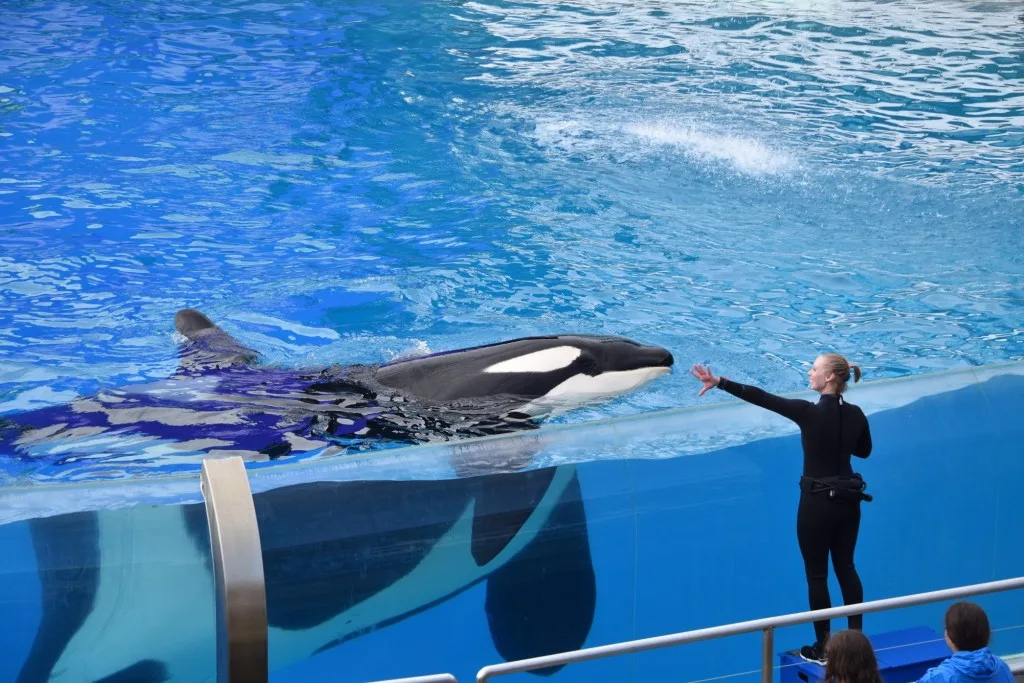 Whale in Seaworld.