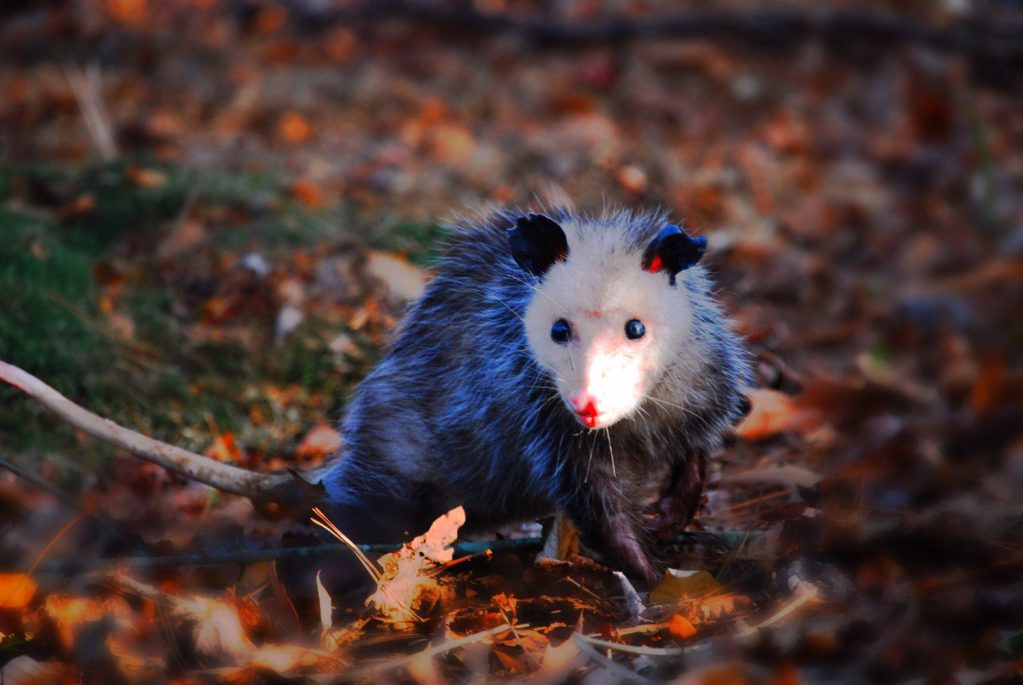 Possum in leaves.