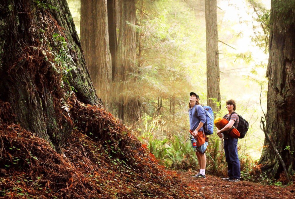 Two people hiking in redwoods