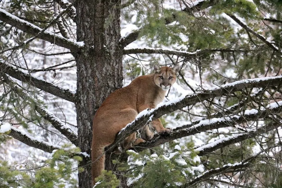 mountain lion in tree