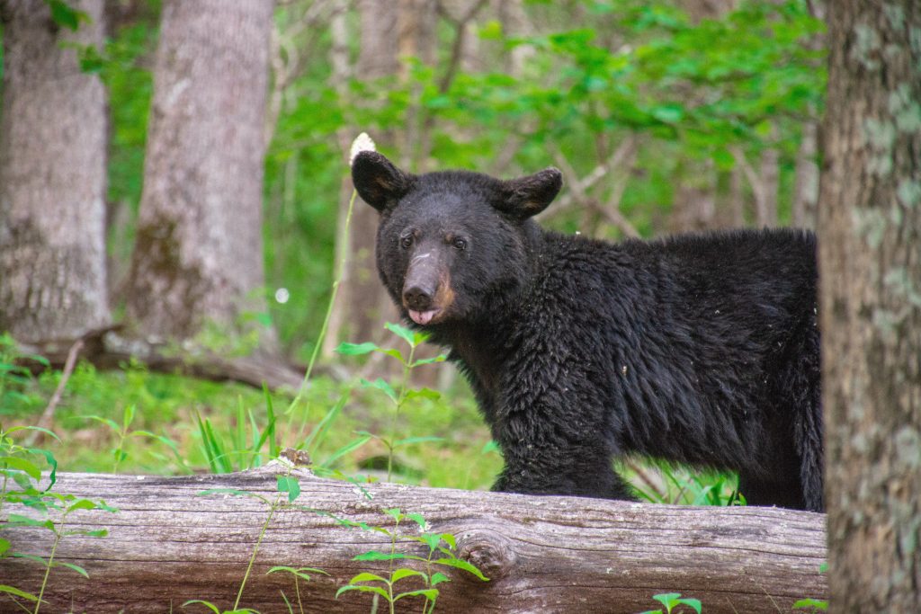 Bear cub in Shenandoah National Park