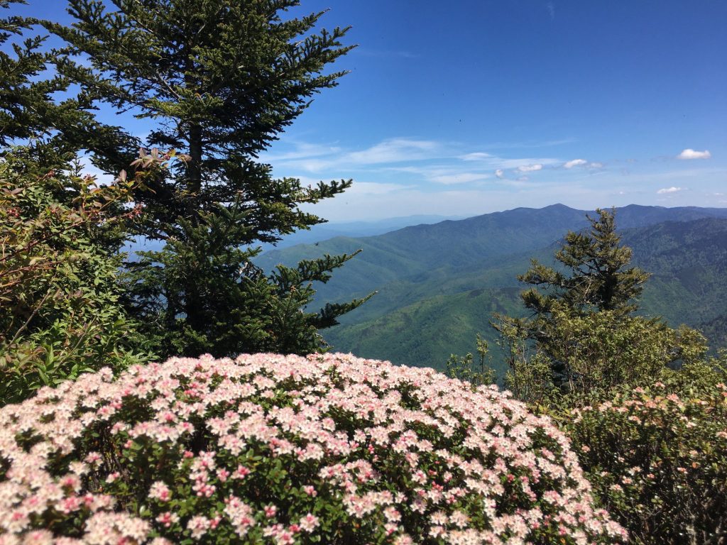 Scenic view in the spring in Smoky Mountains National Park