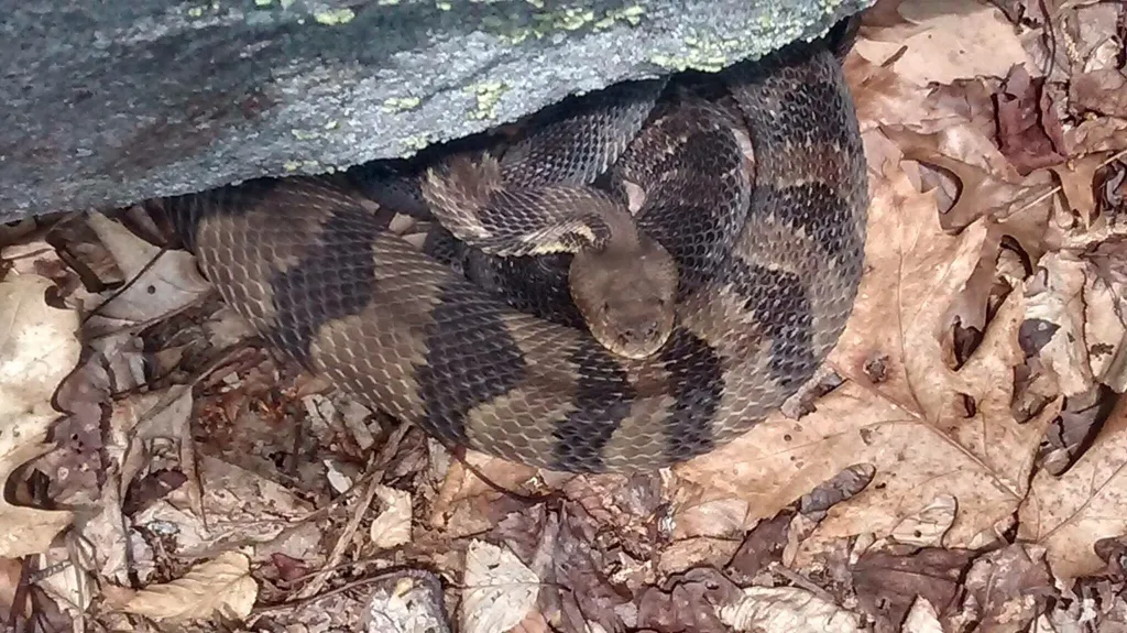 Rattle snake hiding in leaves