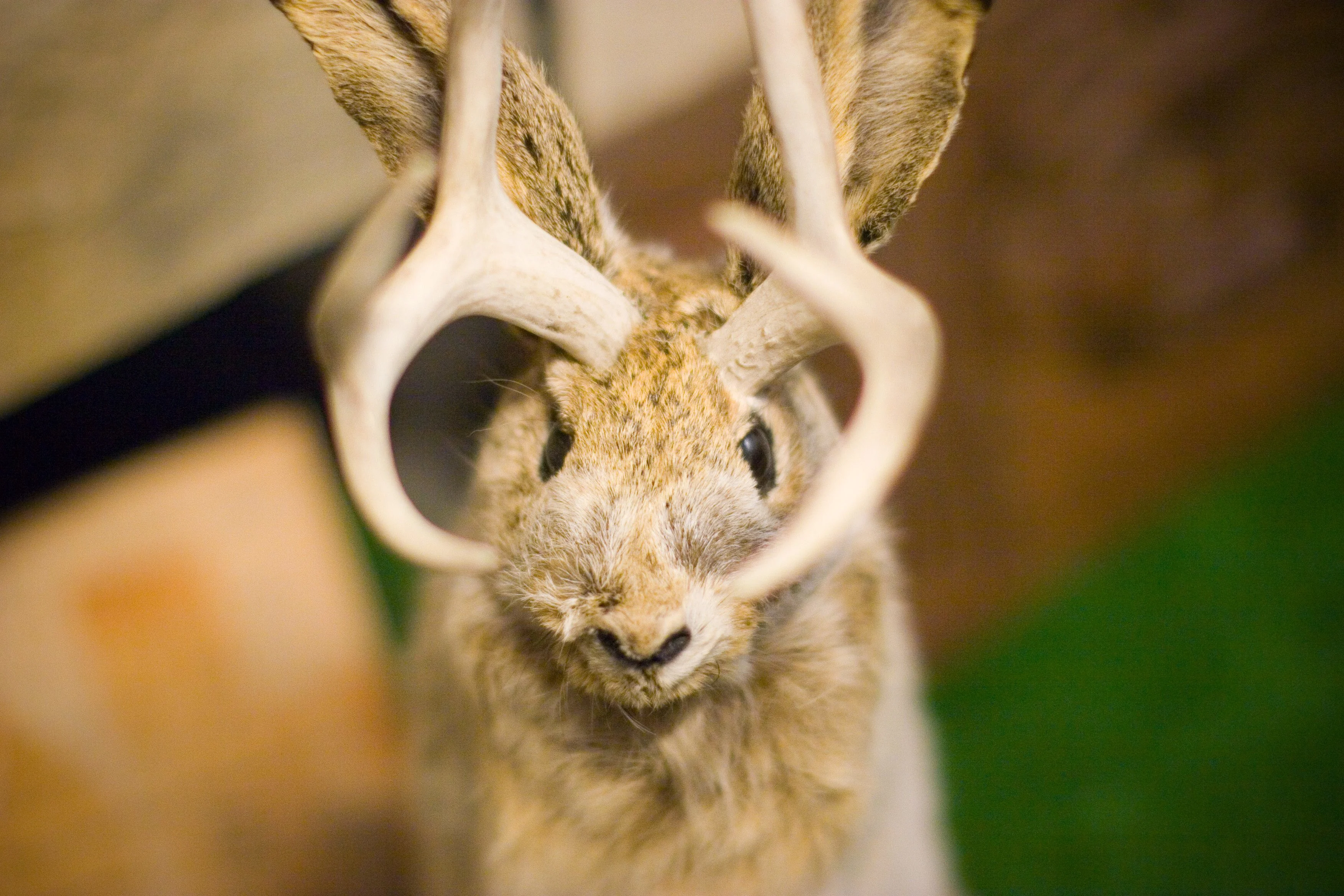 A taxidermied jackalope peers down from above.