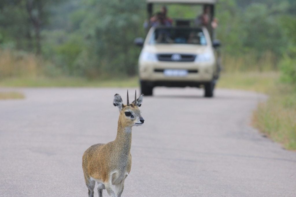 Baby deer crossing road in front of car.