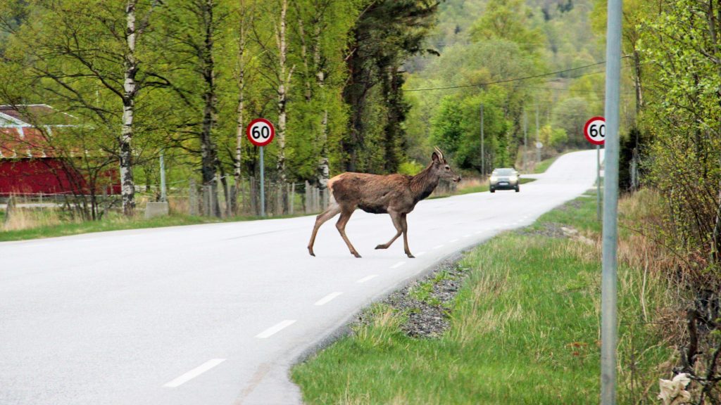 Deer running across street