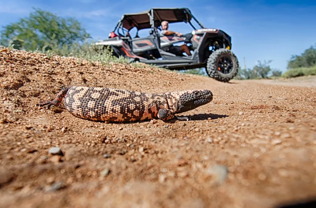 Gila Monster crawling in the sand