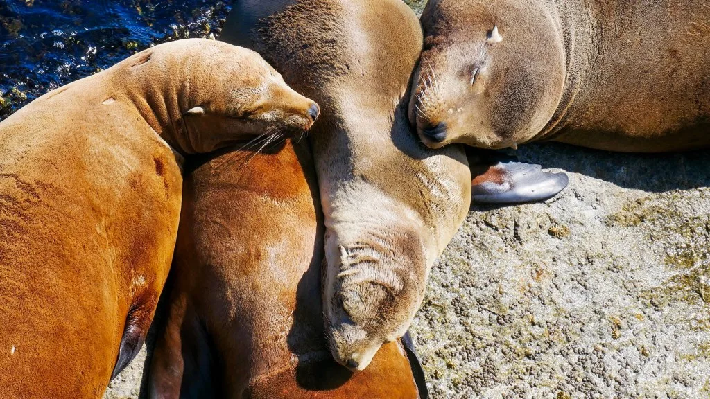 Harbor seals tanning in Acadia National Park