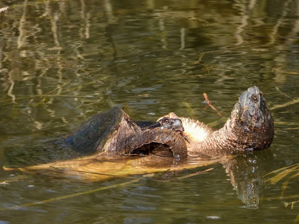 Snapping turtle swimming in Acadia National Park