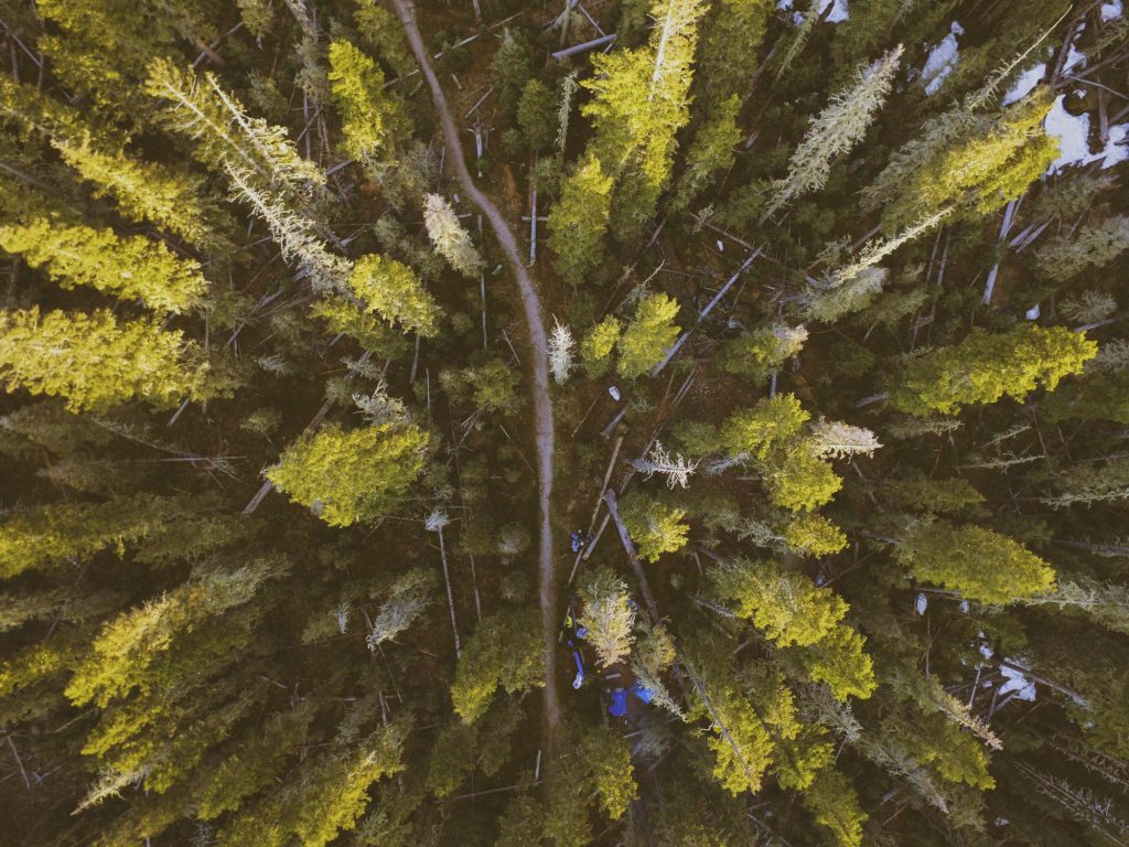 Aerial view of National Forest trees