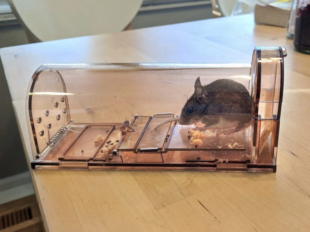 Mouse inside plastic mouse trap