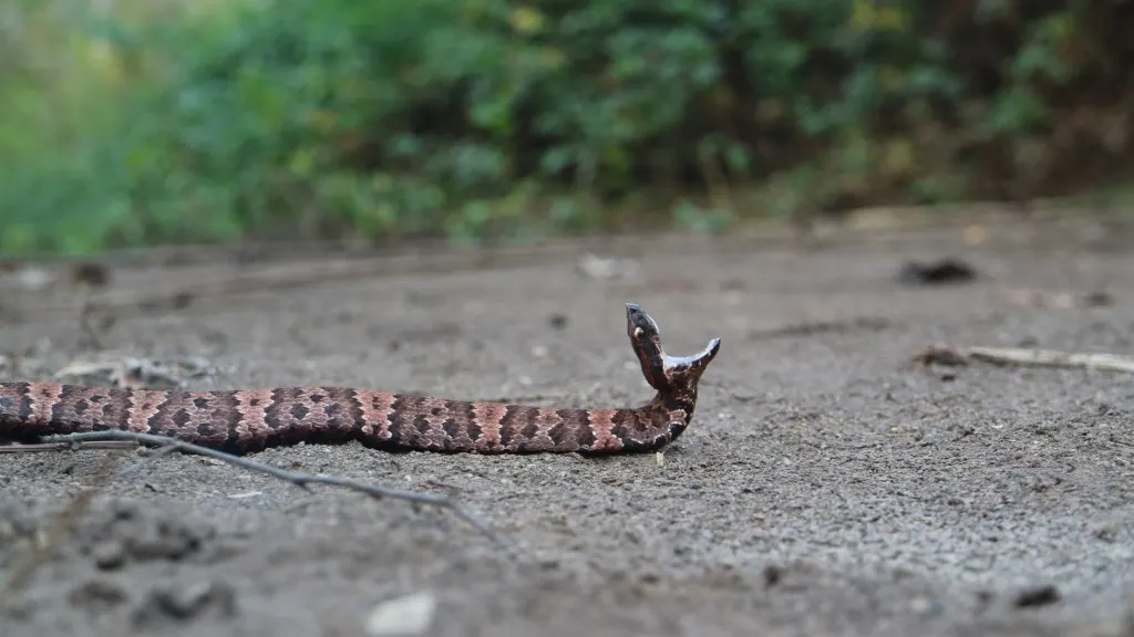 Cotton mouth snake with mouth open to bite.