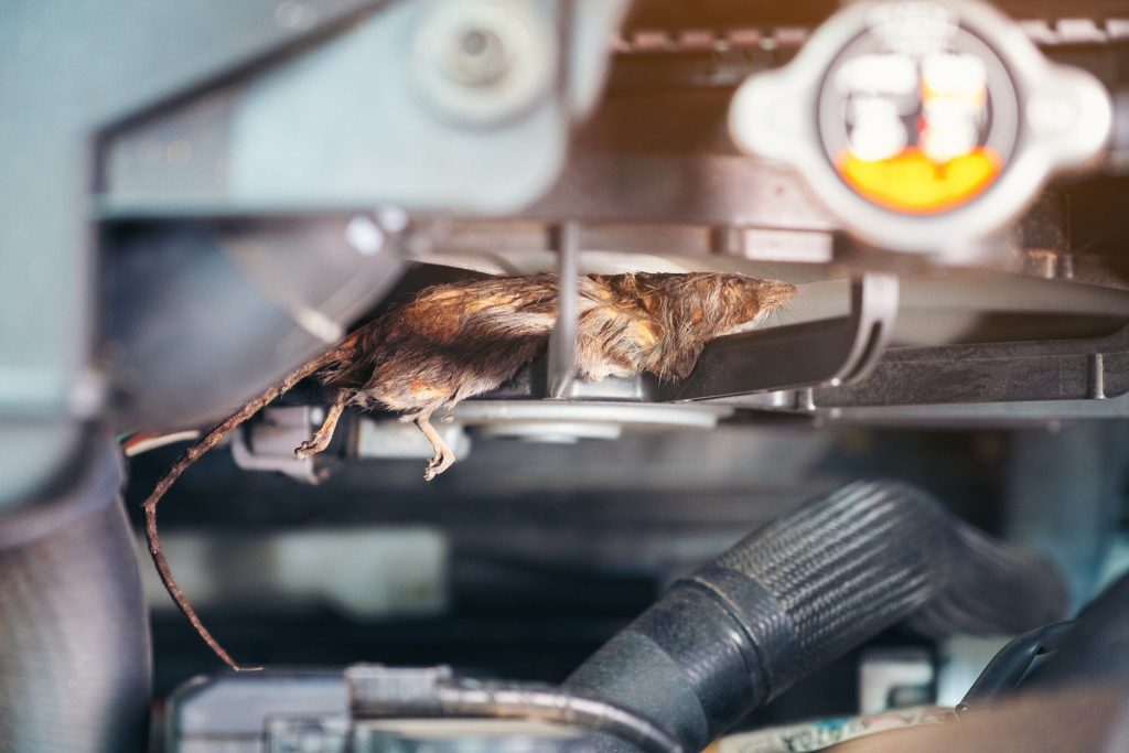 Mouse in car engine
