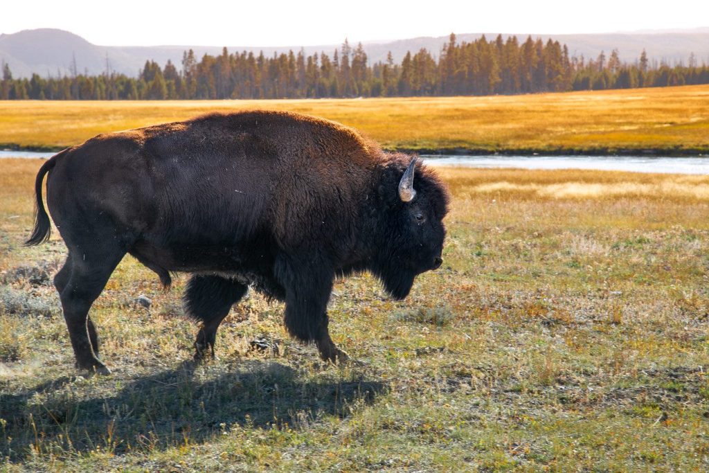Bison walking in Yellowstone
