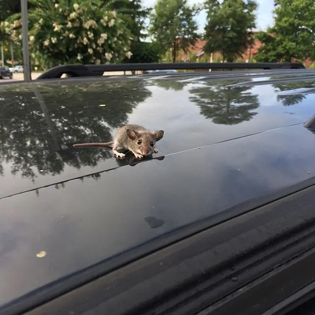 Mouse sitting on top of car.