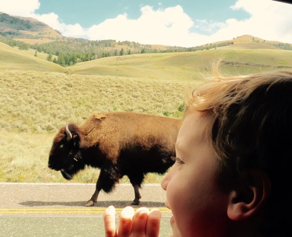 Boy looking at bison at Yellowstone