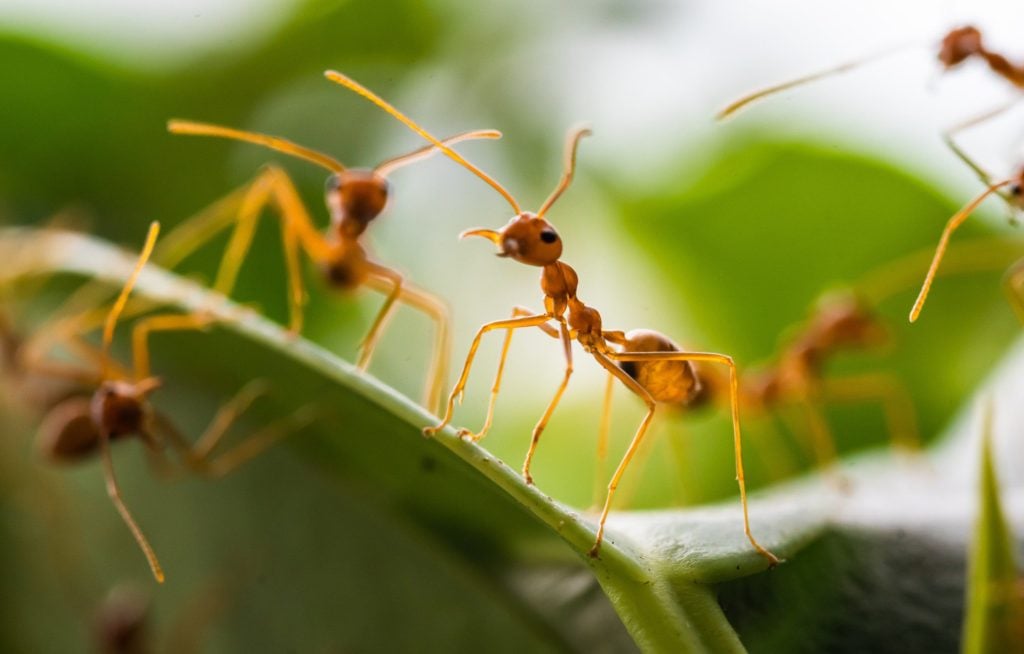 Ants climbing on leaves