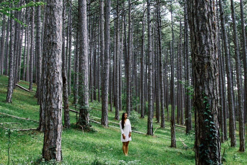 Woman posing amongst trees in national forest.