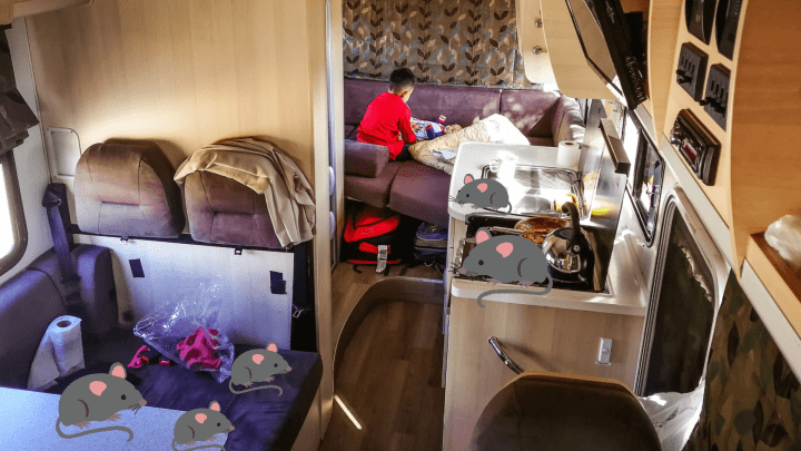 How to Deal With Rodent Droppings in a Camper