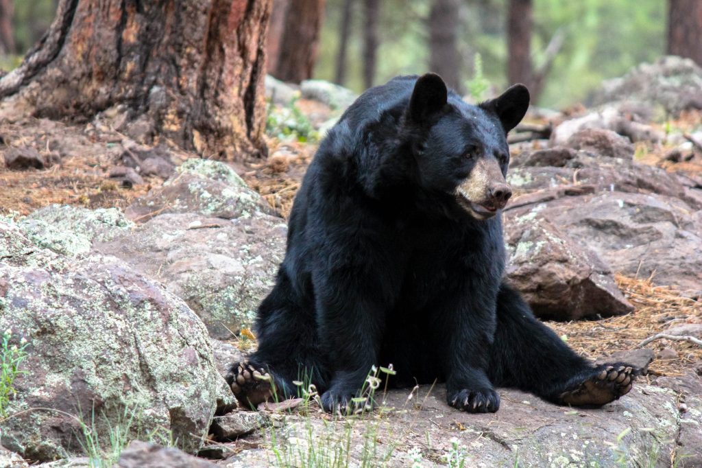 Black bear sitting on Appalachian Trail.